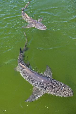 055 Shark Bay, haaien.jpg